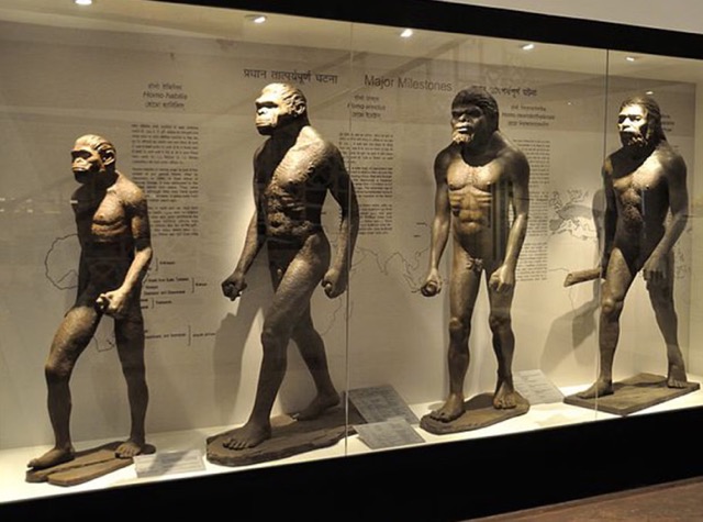 A picture of the evolution of humans.