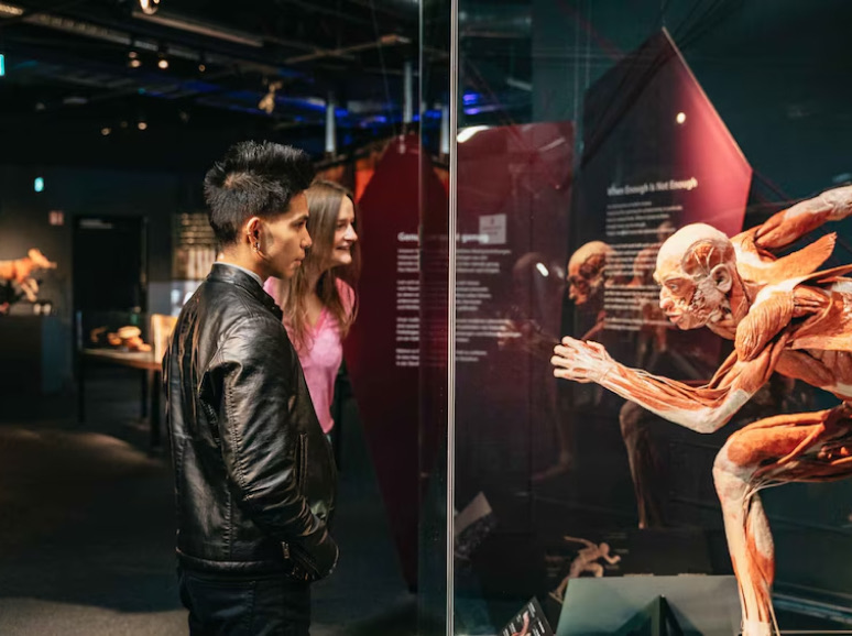 A picture of two student looking at the human body in the community science museum.